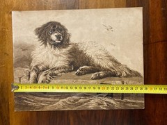 Drawing Ink Wash On Paper XIX Century 1850 Animals Dog Art Old