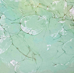 Lunaria or Lotus Leaf Study 21″ Soft Green Botanical Drawing 1970s Pond Plants