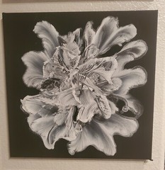 HAND PAINTING BY JODI – ACRYLIC ON COTTON CANVAS