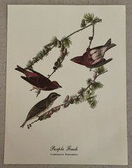 18 Best Loved Bird Paintings Prints By Audubon In Original Envelope – Missing 1