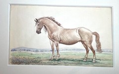 antique 19th century West American Mustang horse realism watercolor painting art