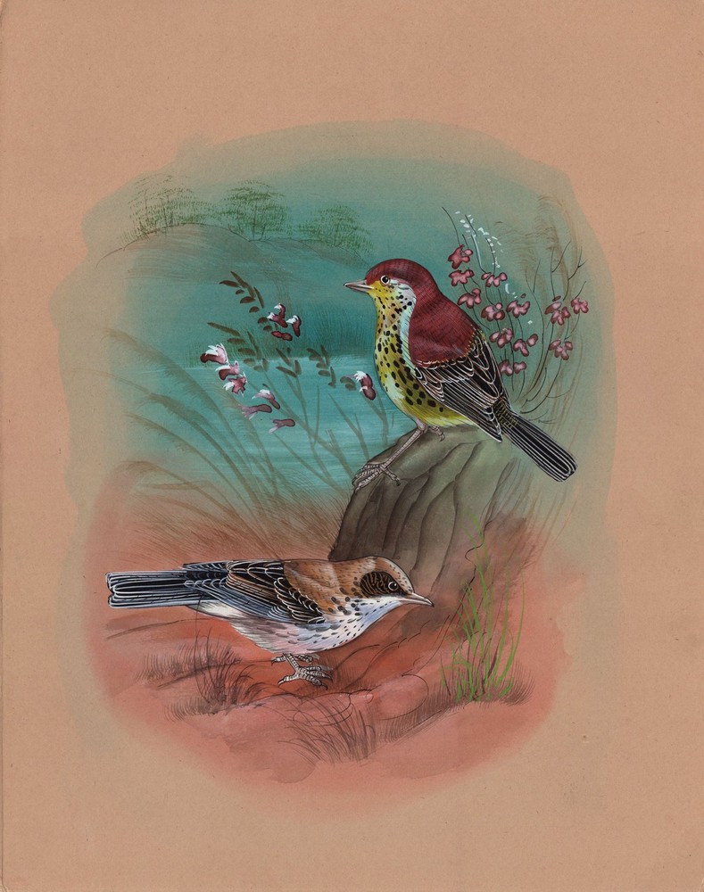 Sparrow Bird Art Handmade Indian Miniature Ethnic Nature Watercolor Painting