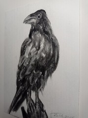 Original Painting Black raven Drawing Wall Art 6 x 8″