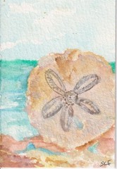 Original ACEO Sand Dollar Shell Watercolor Painting Ocean, Beach Sharon Foster