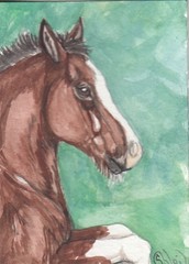 ACEO original Watercolor Art Card HORSE playful bay sabino Draft cobby colt