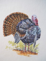 Original Turkey Bird Wildlife Painting
