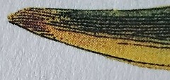 Audubon Offset Lithograph „Prothonotary Warbler“ 39 1/2“ x 26 1/2″