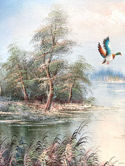 Original Oil Painting – Wood Ducks