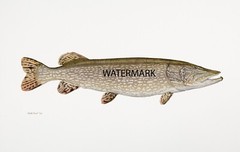 Flick Ford WORLD RECORD NORTHERN PIKE 17″ x 26″ Sporting Art Fly Fishing GREAT