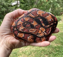 Corn Snake Hand Painted Rock Art – Realistic Wildlife Garden Decor – amylenore
