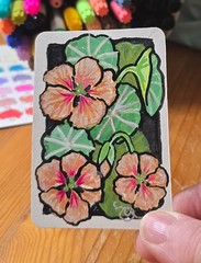 ACEO Acrylic Painting Salmon Pink Nasturtiums signed original approx. 2.5×3.5 in