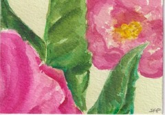 Original ACEO Pink Peonies Watercolor Painting, Sharon Foster – Flowers