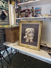 Vintage Signed Real Framed Oil On Canvass Painting Pet Dog Shitzu Puppy 31×26”