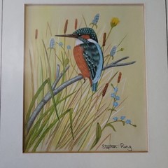 Stephen Ring Kingfisher Bird Painting Signed Framed Realism Nature Art