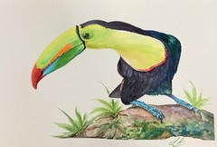 Bird Exotic Toucan Watercolor Original Painting