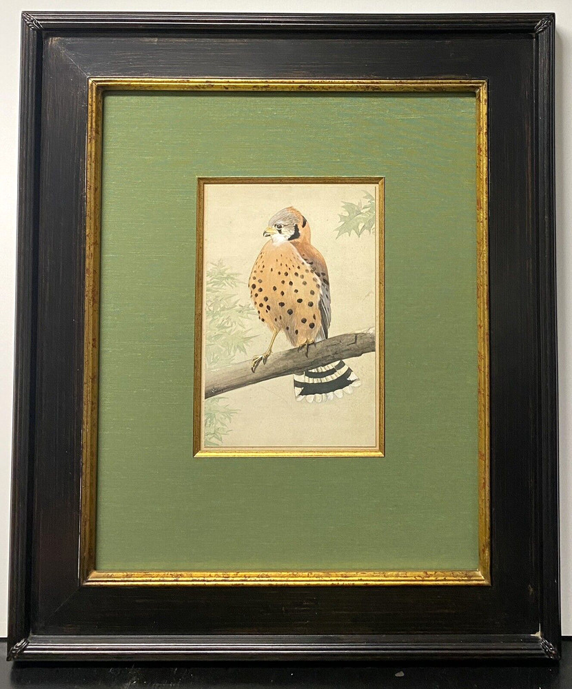 Original Vintage Bird Art Painting Kestrel by Edmund Sawyer, Signed, Dated 1933