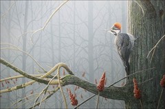 FRASE ORIGINAL PAINTING PILEATED WOODPECKER BIRD WILDLIFE ART Duck Stamp Artist
