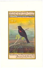 Mughal Miniature Painting Of Beautiful Bird Vintage Art On Paper 6×9.5 Inches