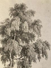 Large Drawing Xixth 1850 Pencil Landscape Shaft Antique to Identify Sheet Study
