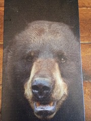 Realistic Bear Portrait Canvas , 21x5in, Unframed, Wall Art, Stretched canvas