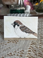 ACEO Original House Sparrow Bird Watercolor MAILARTMAGIC