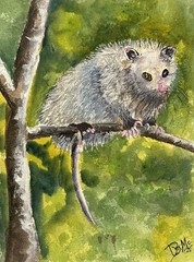 Opossum original watercolor painting signed 9 x 12 inches
