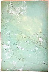 Lunaria or Lotus Leaf Study 21″ Soft Green Botanical Drawing 1970s Pond Plants