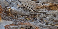 Wood Log with Debris – Inkjet Photo Print – 9″ x 18″ with border