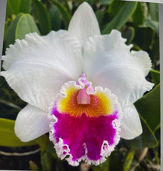 VTG.1940 „Tip Freeman-The Orchid“Signed-Honolulu Prototype & Original Koa Frames