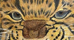 leopard, wildlife, predator, big cat, animal, jaguar, panther, lion