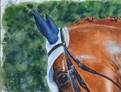 ORIGINAL Watercolor Painting “ Horse Head “ 9″ X 11″