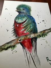 Quetzal Bird – Original Watercolor Painting A5 Handmade Artwork on Professional-