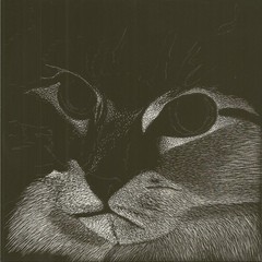 Scratch Art Original Signed on Ampersand Pro Board 6″x6″ Coon Cat’s Face Closeup