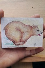 Grizzly brown bear just wanna run running little cub wildlife aceo art card hand