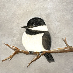 Black Capped Chickadee Oil Painting ACEO Original 8×10 Canvas Board Art Signed