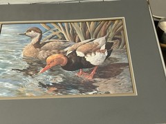 Red Crested Pochards Signed Basil Ede