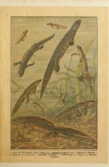 Josef Fleischmann (Illustrator / Brehm’s „Life of Animals“) watercolor, c1900(m)