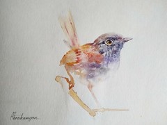 Fairy Wren, Birds, Watercolor artwork, Handmade, Original painting on paper
