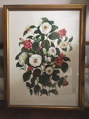 Vintage White Camellia Floral Picture 28” X 21.5” Brass Frame Large Cottagecore
