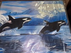 Orcas Swimming in the Ocean Printed canvas