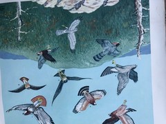 Vtg 1946 Audubon Bird Chart Maryland Game Fish Commission BIRDS OF PREY 20×30