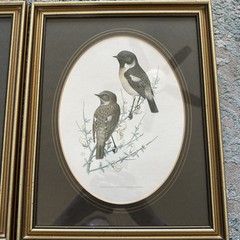 Set Of 4 John Murr Paintings 1956-1950 (Excludes1958) Manuscript Limited