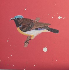 Purple-rumped sunbird, 8×8 Hand-Painted with Acrylics