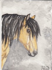 ACEO original Watercolor Art Card HORSE long mane buckskin wild PONY mare
