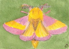 ACEO Original Moth Rosy Maple Butterfly Insect Watercolor Painting by K Jackson