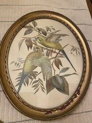 Victorian Style Oval Frame Painting Tropical Parrots / Birds Set Of 2