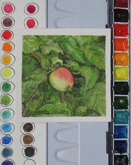 Apple Tree, Nature, 4×4 inch mini painting, framed, plein air watercolor art