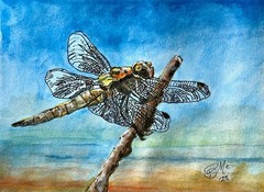 Dragonfly original watercolor painting signed 9 x 12 inches