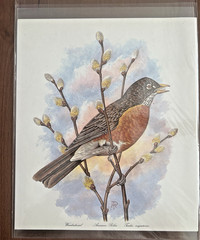 BEAUTIFUL 11″ x 13″ COLOR PICTURE OF AN AMERICAN ROBIN BIRD