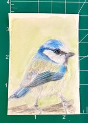 Original ACEO Colored Pencils And Watercolor Blue Bird